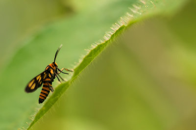 Wasp moth