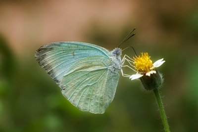 Mottled Emigrant