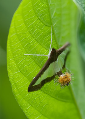 Cucumber moth