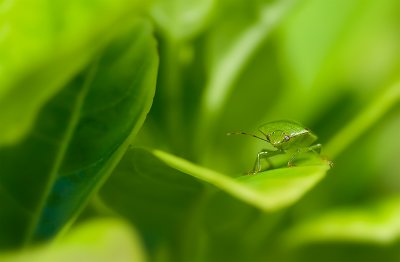 Stinkbug