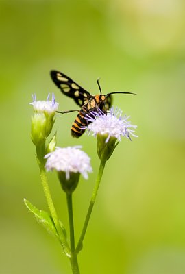 Wasp Moth