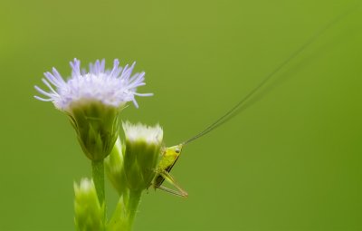 Bush Cricket Nymph