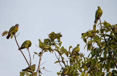 Pink-necked Green Pigeons