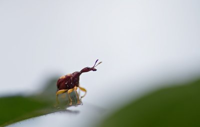 Leaf-rolling weevil