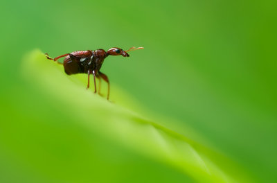 Beetles & Weevils