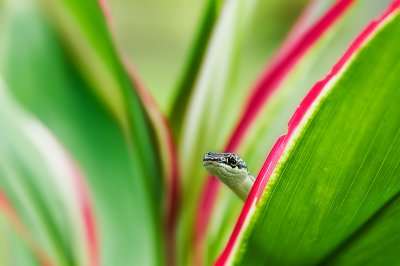 Golden Tree Snake