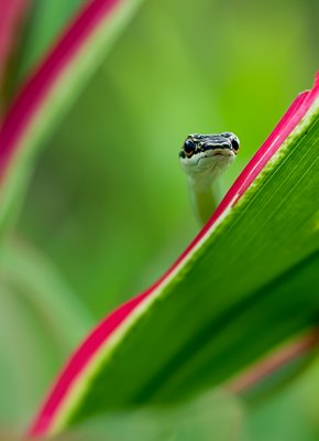 Golden Tree Snake