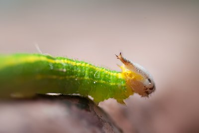 Caterpillar Tawny Palmfly
