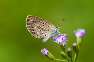 Lesser Grass Blue