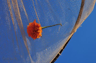 Atrapada