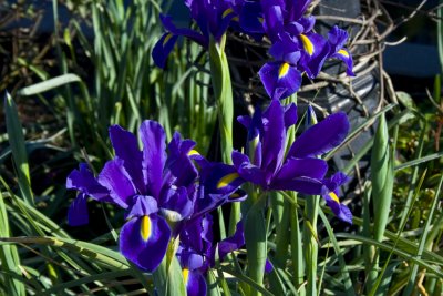 Spring Iris.jpg