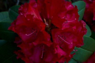 Lushness of the Rhododendron.jpg