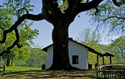 Ide Adobe under the shade Oak.jpg