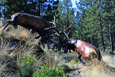 Bull Elk Memorialized