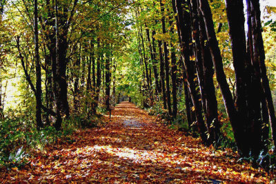 Fall-Walk---Vernonia-Lake.jpg