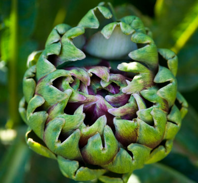 ripening-thistle