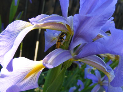 insecte