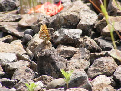 DSCF3431.JPG