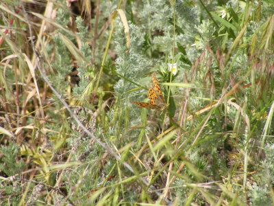 DSCF3432.JPG