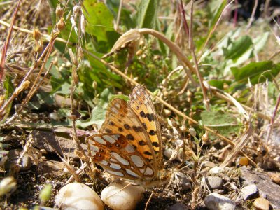 DSCF3577.JPG
