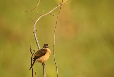 Field Bird.