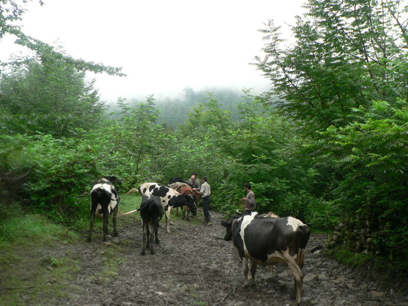 forest road |mazandaran |bandpey |summer 2008