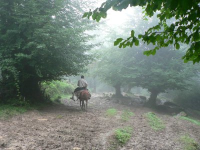 forest road |mazandaran |bandpey