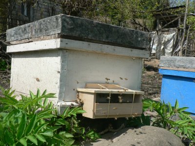 bees