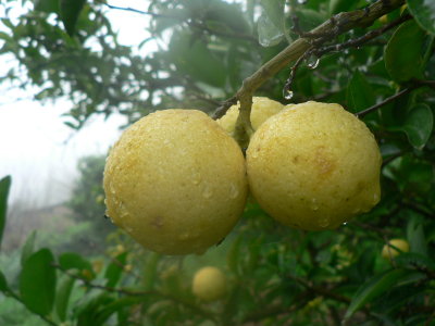 Lemon  | mazandaran | bandpey