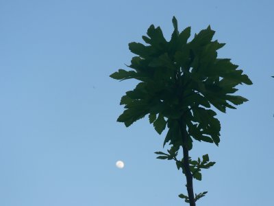 Fig tree and moon | mazandaran | babol | bandpey