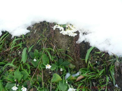 snow flower ( becha becha)