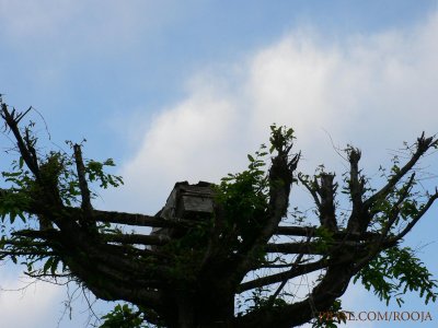beespackage above the tree (masar)