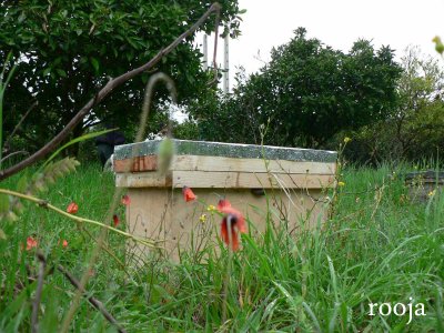 bee | mazandaran |sari | kiapey