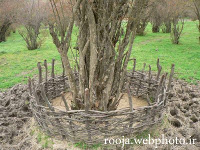 place for food  for cows in autumn and winter