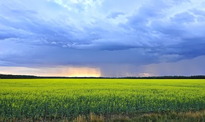 Canola Field