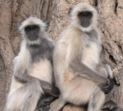 Langur Monkeys Posing