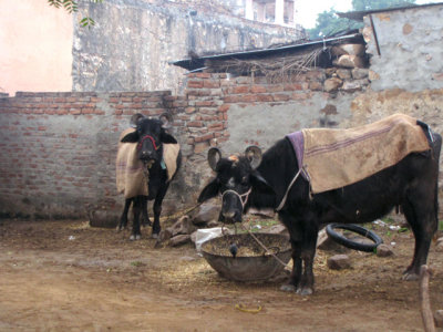 Ranthambore National Park