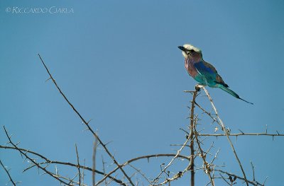 LILAC-BREASTED ROLLER
