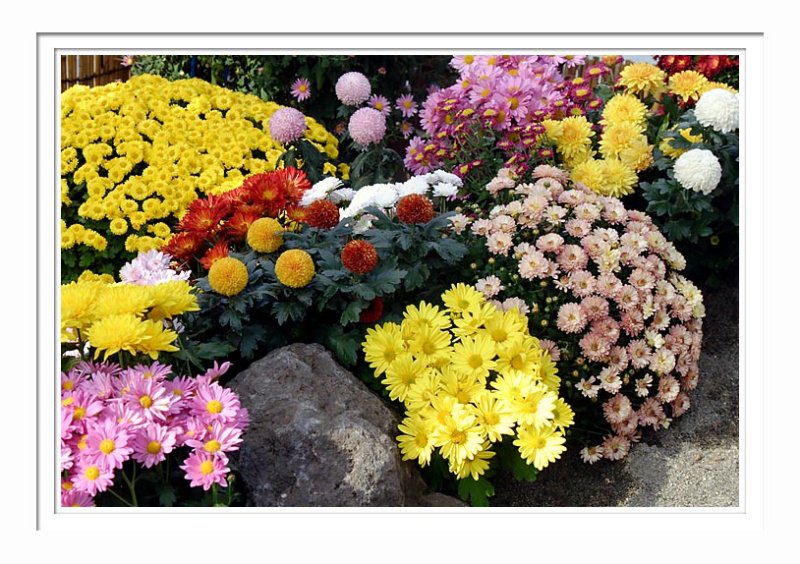 Flowers - Asakusa 2