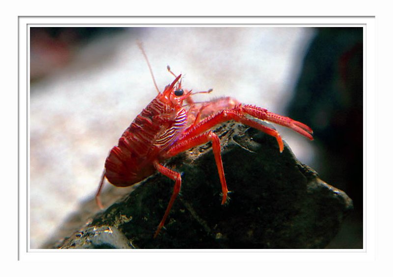 Shrimp 1