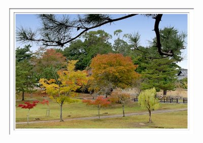 Nara Park 3