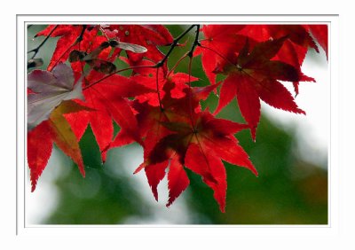 Red Leaves