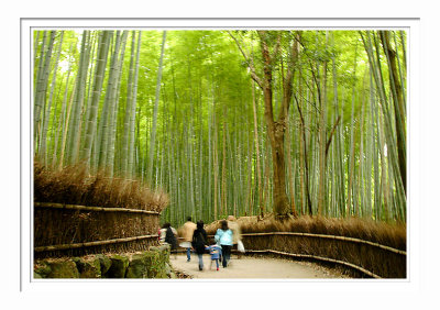 Bamboo Path - Arashiyama 2