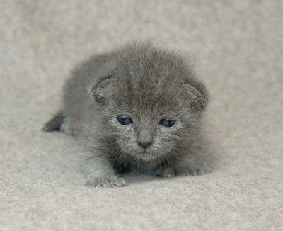 One of the silver blue Kittens at 12 days old.