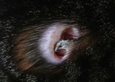 Close-up view of cat bite wound ruptured abscess