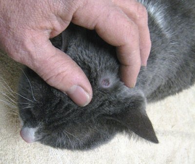 Drained cyst on forehead of Cat