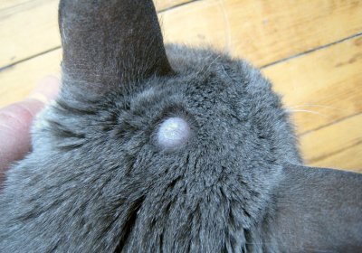 Cyst on forehaed of Cat