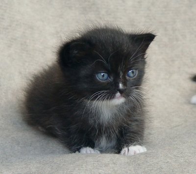 Kitten named Ping at 3 weeks