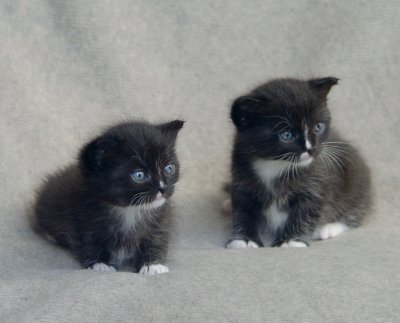  Kittens are 25 days old today