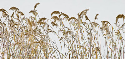 Weeds in Winter